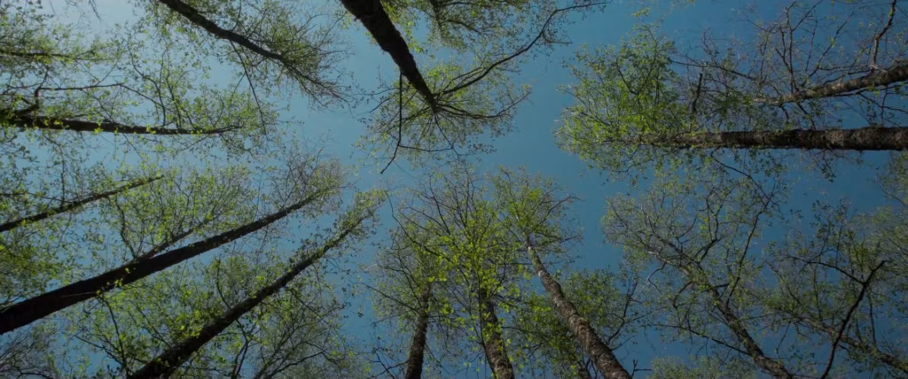 METSA VARA KÜPS VÄÄRTUS