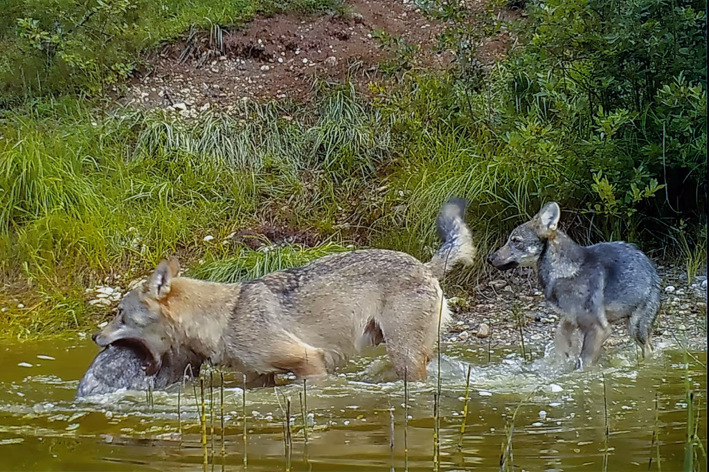 KRIIMSILM, KARUOTT JA REBANE — IGA LIIK ELAB KOOS TEISTEGA